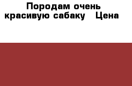 Породам очень красивую сабаку › Цена ­ 6 000 - Башкортостан респ. Животные и растения » Собаки   . Башкортостан респ.